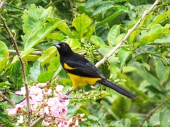 Icterus prosthemelas