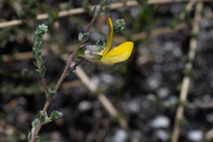 Aspalathus intervallaris