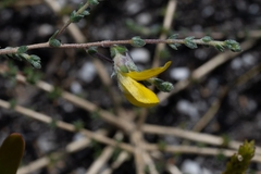 Aspalathus intervallaris