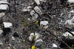 Aspalathus intervallaris