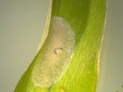 Pollanisus trimacula