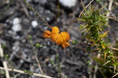 Aspalathus intervallaris