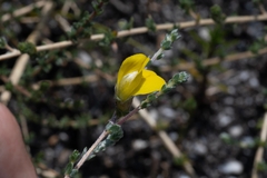 Aspalathus intervallaris