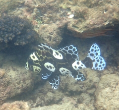 Plectorhinchus chaetodonoides