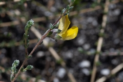 Aspalathus intervallaris