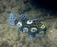 Plectorhinchus chaetodonoides