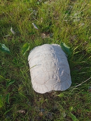 Testudo graeca
