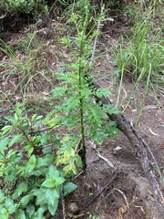 Erechtites valerianifolius