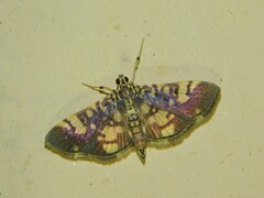 Pardomima