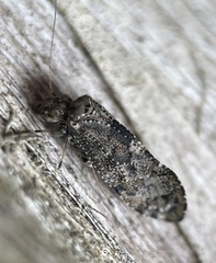 Nimbopsocus australis