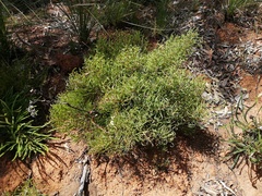 Hakea stenocarpa