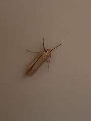 Leptocroca sanguinolenta