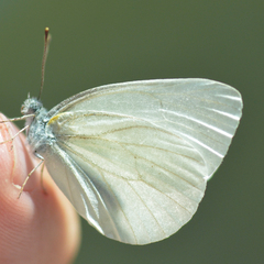 Pieris oleracea