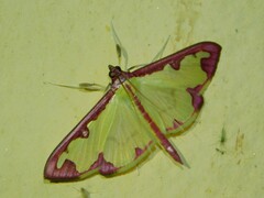 Cadarena pudoraria
