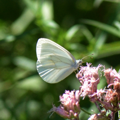 Pieris oleracea