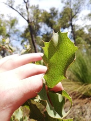 Hakea undulata