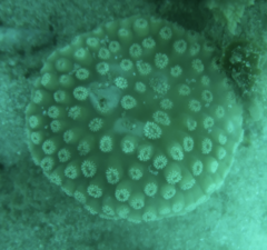 Duncanopsammia peltata