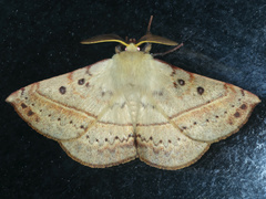 Anthela acuta