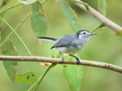 Polioptila bilineata