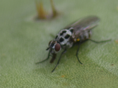 Anthomyia pluvialis
