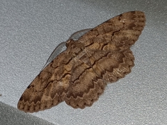 Hypomecis transcissa