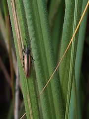 Eurispa vittata