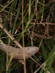 Taxeotis perlinearia