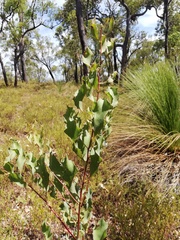 Hakea undulata