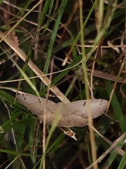 Taxeotis perlinearia