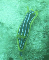 Chromodoris kuiteri