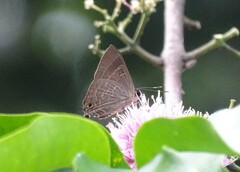Deudorix epijarbas