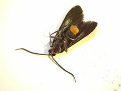 Pollanisus trimacula