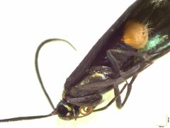 Pollanisus trimacula