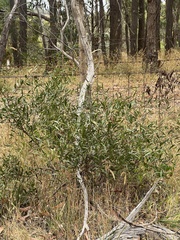 Acacia verniciflua