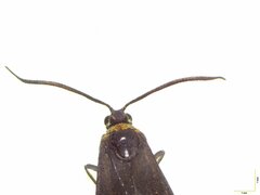 Pollanisus trimacula