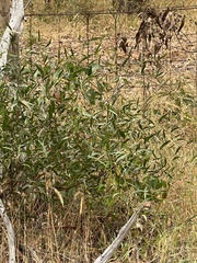 Acacia verniciflua