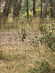 Acacia verniciflua