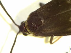 Pollanisus trimacula