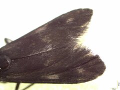 Pollanisus trimacula