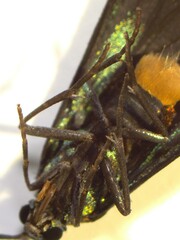 Pollanisus trimacula