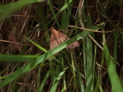 Endotricha pyrosalis