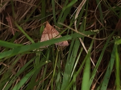 Endotricha pyrosalis