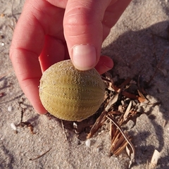 Amblypneustes pallidus