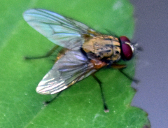 Phaonia angelicae