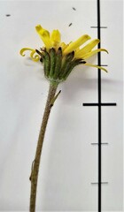 Brachyglottis lagopus