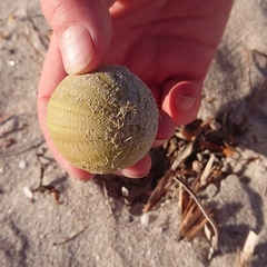 Amblypneustes pallidus