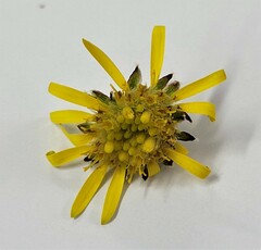 Brachyglottis lagopus