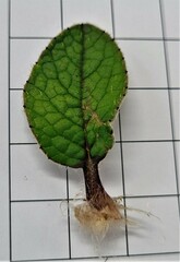 Brachyglottis lagopus