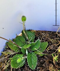 Brachyglottis lagopus