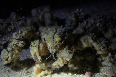 Camposcia retusa
